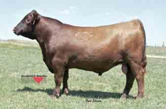 REFERENCE SIRES H SCHULER FLAT IRON 5204R #1047080 2/17/05 76 685 1A 100% 5204R SOR5 2 107.5 11-2.9 45 86 18 40-3 1 5 9-0.32-0.06 47 0.16-0.