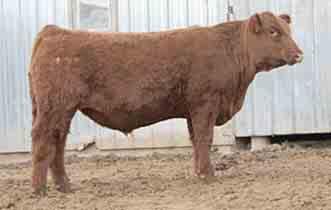 SATIN MER 341 LELAND JOSIE 642A MER 610 LMG VELMA 699 1011 is another tremendous Flat Iron son. He is a long, thick and deep-bodied bull that will work on heifers or cows.