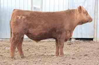 YEARLING BULLS 10 SPR FLAME TIME 1035 #1456017 3/22/11 81 552 1A 100% 1035 DM 4 96.9-0.9 38 69 16 35 8-0.06 0.25 0.