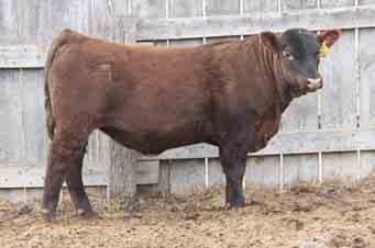 276 CBR DYNAMIS 924-436 MISS SPUR FLAMER 7030 LCHMN ON TARGET 1016E MER MISS BULLSEYE 914 MER 314 1035 is a long, thick, deep-bodied bull. I do mean thick.