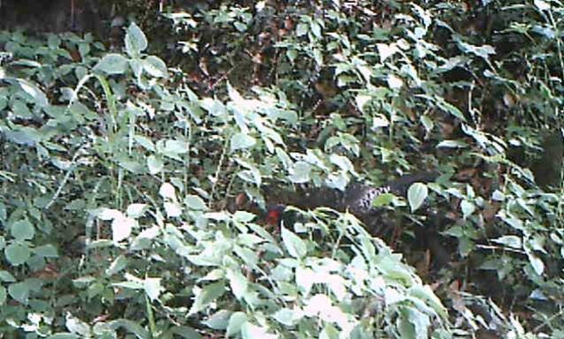 Birds Kalij Pheasant (Lophura leucomelanos) Hill Partridge (Arborophila torqueola) Blue Whistling Thrush (Myophonus caeruleus) Chestnut-crowned Laughingthrush (Garrulax