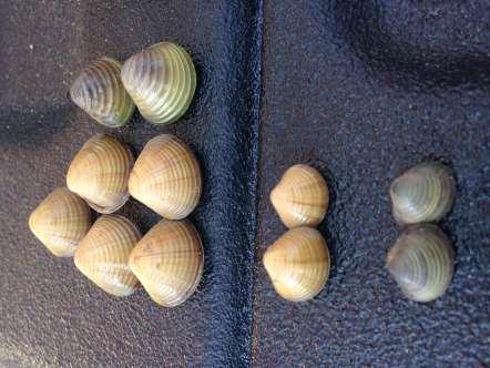 Are we crazy? All three species occur syntopically in the Illinois River. >250 indiv. of each collected.