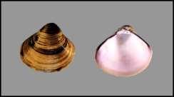 Class Bivalvia Freshwater Mussels and Clams