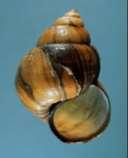 Class Gastropoda Freshwater Snails Prosobranchs Family Vivparidae Bellamya