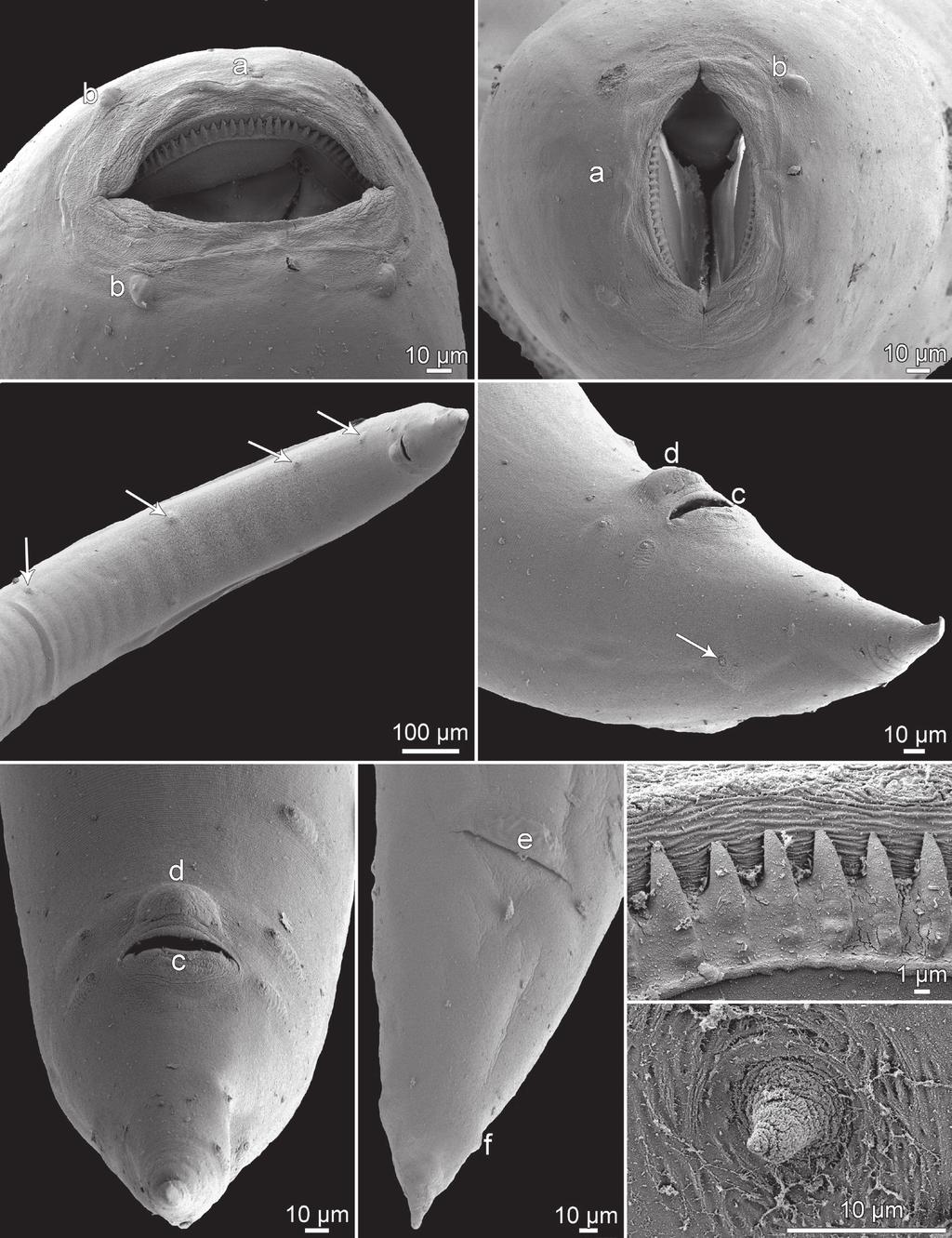 A B C D E F G H Fig. 4. Cucullanus baylisi Campana-Rouget, 1961 from Synodontis schall (Bloch et Schneider), scanning electron micrographs.