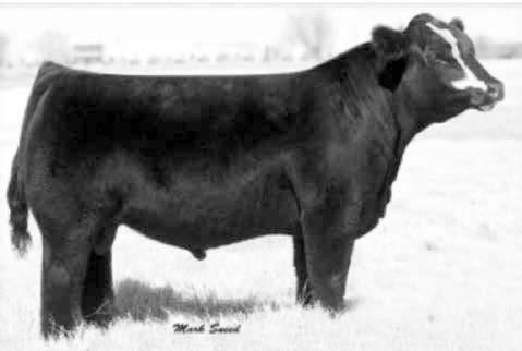 Her dam is 14 and continues to produce quality, heavy muscled calves each year. 7.1 1.6 63.8 96.9 23.3 0.23 108.4 65.1 Lot 402 - JR Gypsy B17 403 CF Wanda Cow Reg. No.