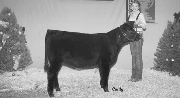 a beautiful daughter of NLC Superior. She has a beautiful neck and a big middle. Also with a large hip and moves with a long stride. The homework is done. Enjoy the dividends. Simmental Females 13.
