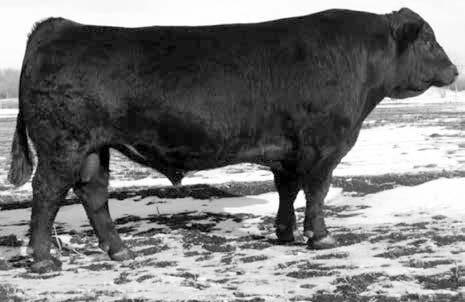 2663042 Tattoo: 213Z Calved: 2/13/2012 3C Macho M45 BZ STCC Sheriff Taylor Aunt Bea OCC Anchor 771A Tar Miss Anchor 51T TAR Flash Dance 51L Here s a 3 yr old, half blood from a great OCC Anchor dam.