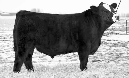 like Blaze don t come along every day. Here is your chance to won this versatile herd sire out of the popular GCC Whizard.