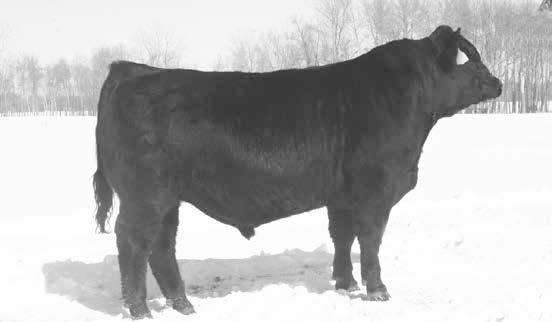 Carries a balanced EPD profile with a sold 76 lb - 1202 lb bw to yw spread. 9.7-0.1 52.8 76.0 15.2.28 113.1 61.7 428 Bull Reg. No.
