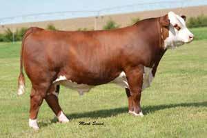 86 Long sided and powerful Dam is a Hutton 109Z daughter and full sister to our lot 1 cow in our 2018 female sale C&M KTP New Mexico Lady 4006 - Full sister to lot