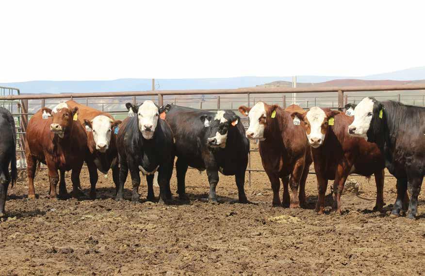 Stand out with Proven Genetics Increase added market power and brand recognition with feeder cattle sired by a Hereford bull battery