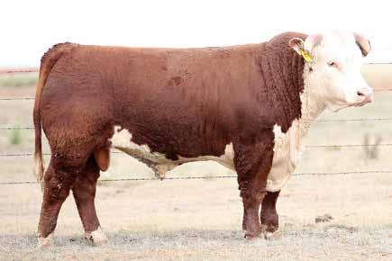 7 Powerful and stout Mother is a great young Hutton donor Long bodied and attractive 2 PCC 5050 DOMINO 7008 Reg#: 43846955 DOB: 2/11/17 Tattoo: 7008 HORNED HH ADVANCE