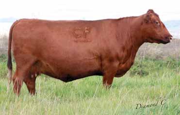 01 Bred to: FEDDES BOBCAT A230 (#1607674) Due Date: 4/28/16 This long, young Laramie daughter has earned an MPPA of 104. She has an average WR of 106 on 3 and has never weaned a calf under 102.