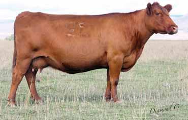 03 Bred to: BCRR 409B (#1685143) Due Date: 3/16/16 A deep cherry red, extra-long mama cow. She posted a WR of 115 and passes that along to her calves: average WR: 107 and average YR: 103.