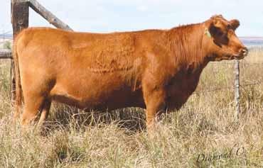 01 Bred to: FEDDES SILVER BOW B226 (#1687147) Due Date: 4/15/16 This is a daughter of our 2S cow, which makes her really hard to sell, but here she is!