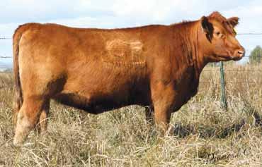 Her EPD profile shows outstanding calving ease and maternal traits with above average growth. She ranks in the top 16% for Marb and 6% REA. See the footnote on her dam, Lot 4.