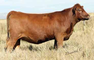 04 Bred to: DKK C-T REDEEM 402 (#1684529) Due Date: 2/28/16 A rare opportunity to get an Epic daughter from the great C-T Chris 426 cow. An eye-catching heifer with a heart-stopping pedigree.