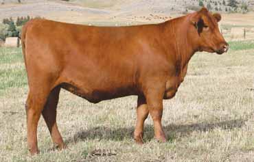 01 Bred to: DKK C-T REDEEM 402 (#1684529) Due Date: 2/28/16 Stop and have a look at a Redemption from the powerful and very maternal Marigold cow family.