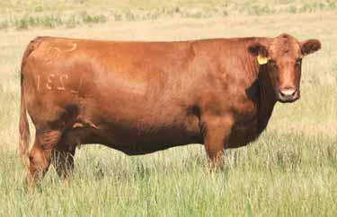 A proven mating with a great mix of maternal and growth. Marigold was our pick of cows from the Buffalo Creek dispersion sale and she has proven to be a great one with sale toppers and nice females.