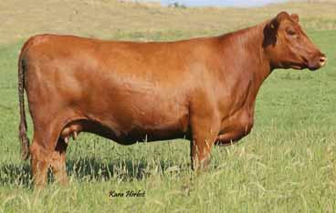01 37B  01 Recip is a 6-year-old commercial Red Angus cow.