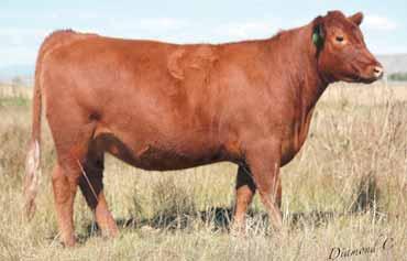02 Bred to: FEDDES CONQUEST Y1 A203 (#1607792) OR Due Date: 2/15/16 FEDDES LINCOLN Z79 B202 (#1687198) This is a very balanced Granite daughter.