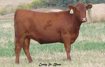 Maternal granddam, Lakina 106, raised two bulls selling to registered herds and multiple daughters in our herd. Feddes Red Angus will pay to DNA lot 39 s calf to determine the sire.