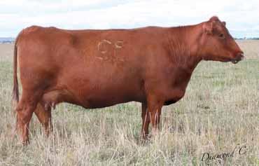 02 Bred to: GMRA STETSON 2240 (#1525314) Due Date: 3/9/16 Here is a really solid, good, young cow with a lot of capacity. This young Conquest daughter already shows her potential with an MPPA of 101.