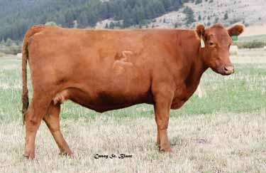 01 Bred to: C-T CONQUEST 2001 (#1512429) Due Date: 4/15/16 Moderate-framed Norseman King daughter with a lot of eye appeal. Great carcass traits with YG and REA both in the top 6%.