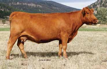 01 Bred to: GMRA STETSON 2240 (#1525314) Due Date: 3/20/16 This Packer daughter is smooth made with a nice, straight top and is a deep cherry red.