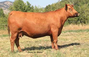 Her 2015 heifer calf will most definitely be going into the replacement pen.