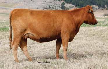 01 Bred to: DKK MAJESTY 362 (#1604736) Due Date: 5/12/16 Here is a deep red, very feminine yet powerful, high-performance, high-carcass female that comes out of an exceptional cow family with lineage