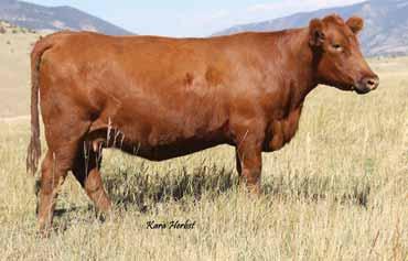 03 Bred to: DKK MAJESTY 362 (#1604736) Due Date: 4/12/16 Ramblin Ruby 321 is the epitome of awesome. She has that extra extension, the deep red color and depth of rib.