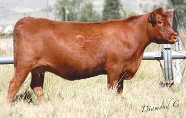 00 Bred to: GMRA STETSON 2240 (#1525314) Due Date: 4/30/16 Here are two highly sought-after sire lines, combined in an impressive package.