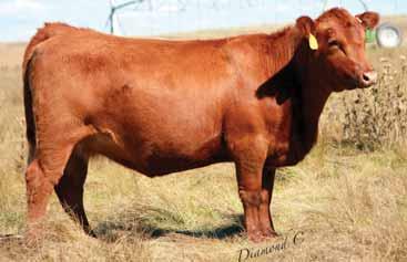 07 Bred to: BIEBER FAF ROLLIN DEEP B627 (#1709149) Due Date: 4/18/16 This Justice daughter is deep chested and stout with a good rear quarter.