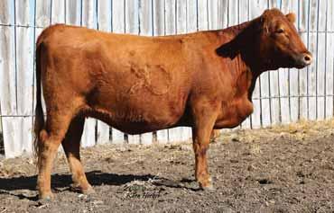 01 Bred to: BIEBER FAF ROLLIN DEEP B627 (#1709149) Due Date: 3/23/16 This Trilogy daughter claims one of the great foundation females, BJR Estonia 9S-1210, as her great granddam.