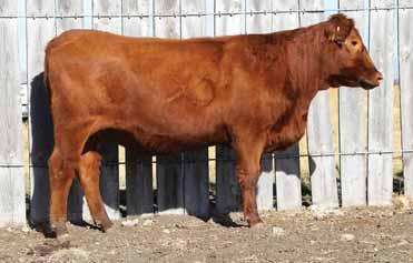 64 0.15 48 0.11 0.01 Bred to: HXC CONQUEST4405P (#975924) Due Date: 1/24/16 Here s a powerhouse, deep red, bred heifer. She is posting a WR: 107 and YR: 114.