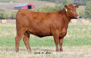 00 Bred to: FEDDES SILVER BOW B226 (#1687147) Due Date: 3/6/16 B38 has 10 traits in the top 33% of the breed. We breed for balance and this heifer does that very well.
