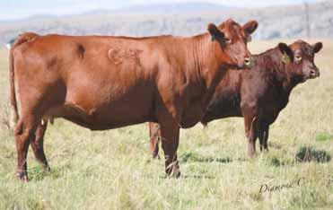 00 Bred to: GMRA STETSON 2240 (#1525314) Due Date: 4/14/16 This Packer daughter is long and feminine with a top-notch set of numbers.