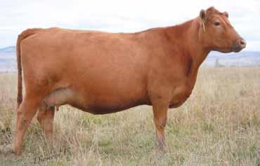 02 Bred to: FEDDES BOBCAT A230 (#1607674) Due Date: 4/28/16 Here is a mature cow with great balance, showing lots of bone and substance.