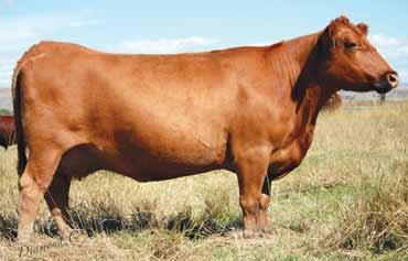 02 Bred to: 5L ADVANTAGE 2170-165A (#1627167) Due Date: 3/23/16 Z38 has six traits in the top 37%, including GM 12%, HPG 3%, MA 5%.