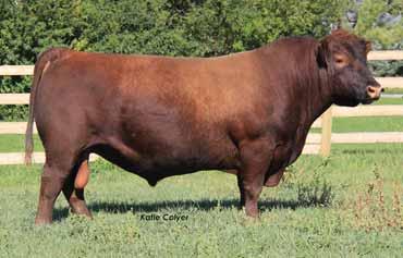 There is a fantastic set of numbers to go with this Peacemaker maternal sibling. Eleven EPDs are ranked in the top 20% of the breed or higher.
