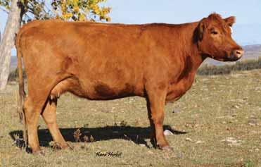 02 Bred to: C-T CONQUEST 2001 (#1512429) Due Date: 4/15/16 These Oscar daughters make great cows and 1019 is no exception producing our top-selling bull in 2013 by Conquest to Udy Brothers Red Angus.