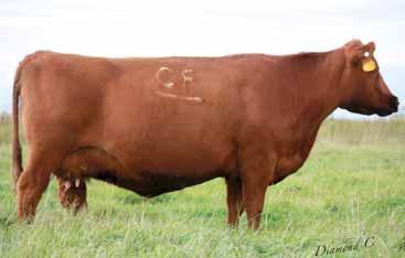 Mature Cows Feddes Lass 7150 129 PREGNANT RECIPIENT Expected Due Date: 7/27/16 FEDDES CONQUEST Y34 HXC CONQUEST 4405P FEDDES BLOCKANA 429 FEDDES CONRAD A208 FEDDES LAKINA Y17 5L HOBO DESIGN 273-7047