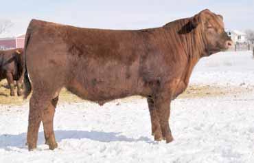 Look him up: HB 5%, GM 19%, CED 7%, WW 7%, YW 7%, HPG 2%, ST 15%. Recip Z88 is a registered 3-year-old cow (#1516297).