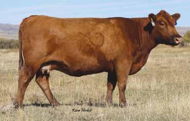 02 Bred to: DKK CAPTAIN 434 (#1684399) Due Date: 1/31/16 Phenotypically flawless!