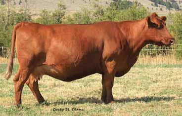 01 Bred to: OPEN This outstanding female has put in a lot of years at GMRA and has quite a few accomplishments under her belt. She has an MPPA of 101.