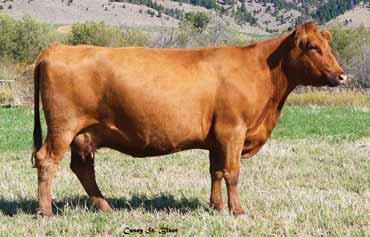 She has an impeccable maternal background with a lot of longevity in this cow family.