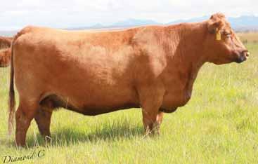 Mature Cows Lot 4A Feddes Granite Z132 We are again selling all of our 9-year-old (coming 10-yearold) females. This year that includes some of our most elite donor cows.