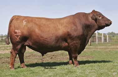 01 Bred to: FEDDES MONTANA X44 (#1368650) Due Date: 3/30/16 2S has 11 traits in the top 13% of the breed. Very few 9-year-old cows can make that claim.